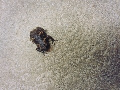 Uperodon taprobanicus