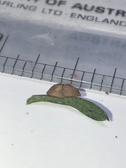 Tmesipteris truncata