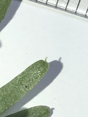 Tmesipteris truncata