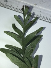 Tmesipteris truncata