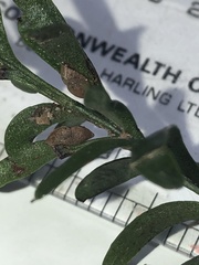 Tmesipteris truncata