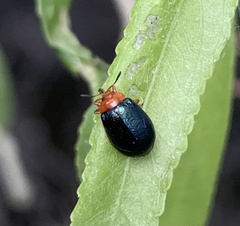 Plagiodera arizonae