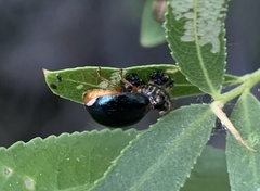 Plagiodera arizonae