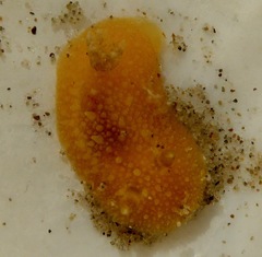 Thordisa bimaculata