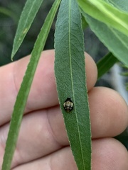 Plagiodera arizonae