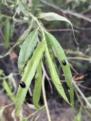 Plagiodera arizonae