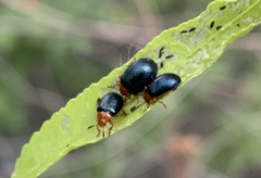 Plagiodera arizonae