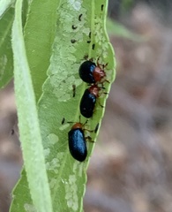 Plagiodera arizonae