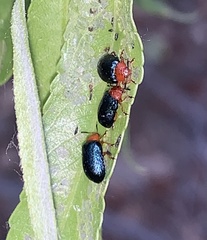Plagiodera arizonae