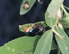 Plagiodera arizonae