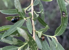 Plagiodera arizonae
