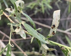 Plagiodera arizonae