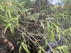 Plagiodera arizonae