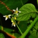 Eastern Black Nightshade - Photo (c) Matthew Beziat, some rights reserved (CC BY-NC), uploaded by Matthew Beziat