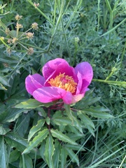 Paeonia
