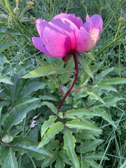 Paeonia