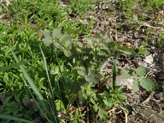 Chelidonium majus