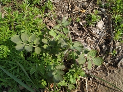 Chelidonium majus