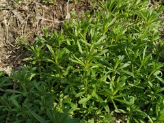 Galium aparine