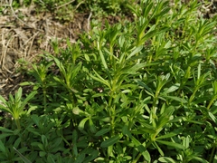 Galium aparine