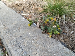 Senecio vulgaris