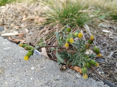 Senecio vulgaris