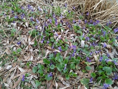 Viola odorata