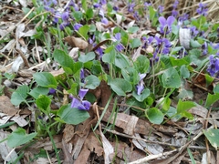 Viola odorata