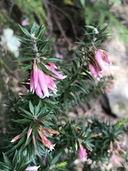 Epacris longiflora