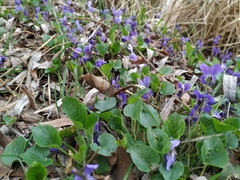 Viola odorata