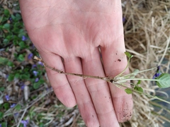 Viola odorata