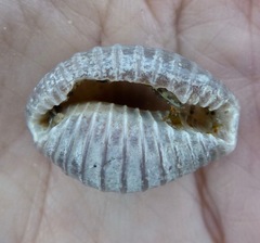 Pusula solandri