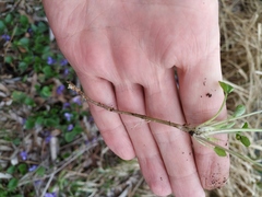 Viola odorata