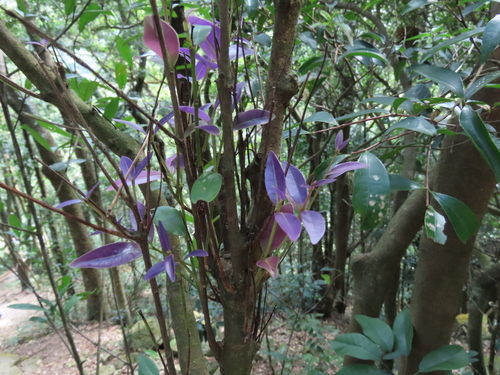 Syzygium championii