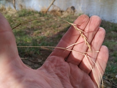 Elymus repens