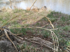 Elymus repens