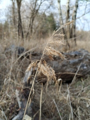 Phragmites australis