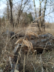 Phragmites australis
