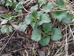 Urtica dioica