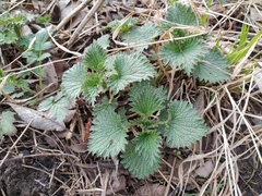 Urtica dioica