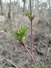 Sambucus nigra