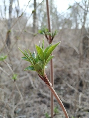 Sambucus nigra