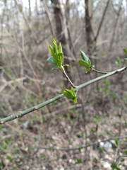 Euonymus europaeus