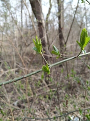 Euonymus europaeus
