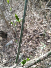 Euonymus europaeus