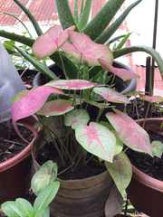 Caladium bicolor