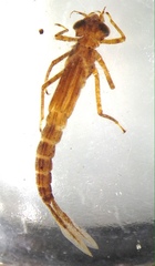 Argiocnemis rubescens