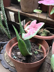 Caladium bicolor