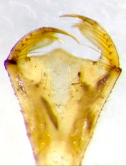 Argiocnemis rubescens
