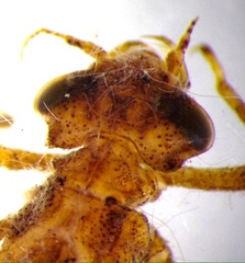 Argiocnemis rubescens